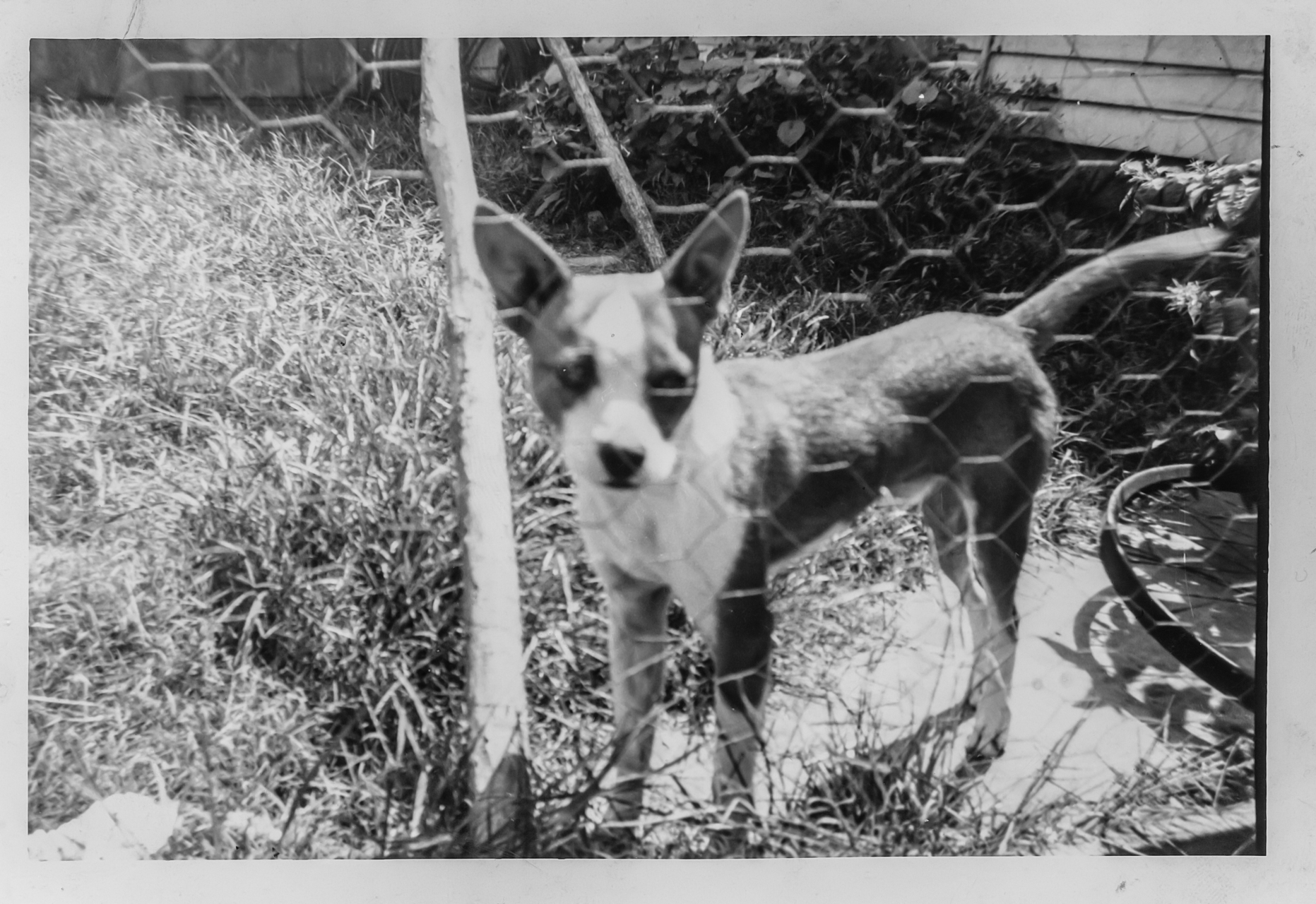 Johnny1947